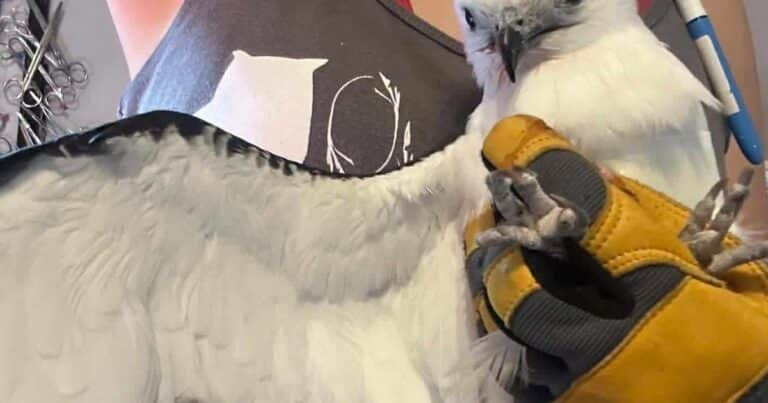 Un elanio tijereta que sufrió un disparo volvió a volar en libertad tras una larga recuperación: «Para un ave que pasa gran parte de su vida planeando por el cielo sin esfuerzo, era inevitable preguntarse si volvería a volar alguna vez»