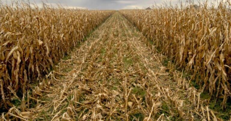 “Nos da terror ir a ver cómo están los maíces tardíos”: el mal clima impidió la cosecha y el viento tumbó muchos cultivos