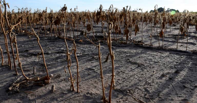 Cobertura «inédita»: indemnizaron con $276 millones a productores con seguro multirriesgo agrícola