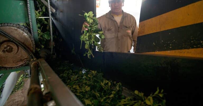 Yerba mate: las exportaciones pegaron un salto en junio y el primer semestre cerró con un aumento del 6%