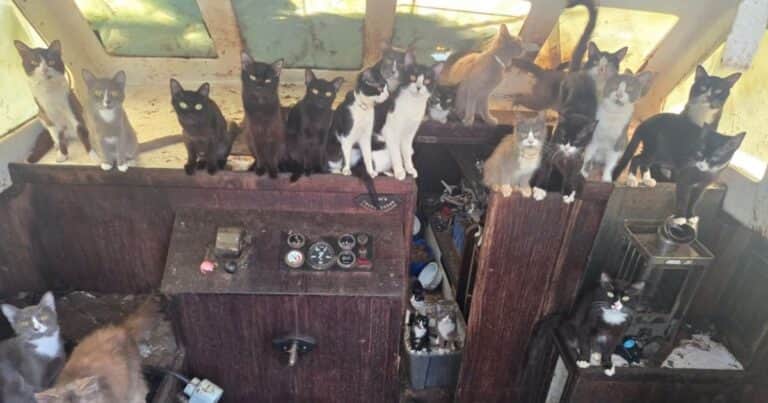 Encontraron en EE.UU. un misterioso barco abandonado lleno de gatos
