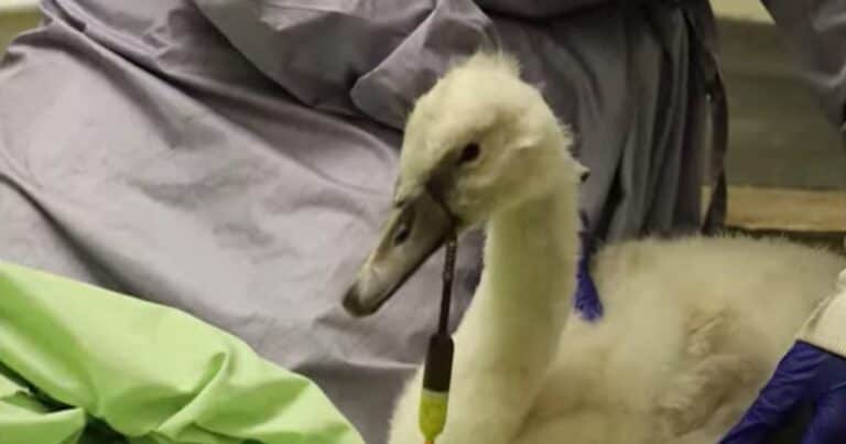 Un cisne bebé hallado con un anzuelo alojado dentro de su cuerpo obtuvo una segunda oportunidad de vida: «Una vez que se recuperó y empezó a comer bien, lo llevaron de vuelta a su hábitat y se reunió con su familia»