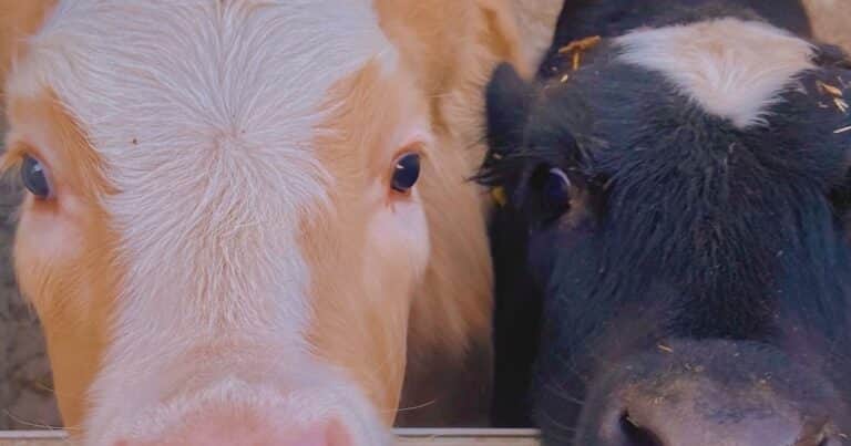 Abandonaron cinco vacas en una isla remota y, 130 años después, el ADN reveló qué ocurrió con el rebaño