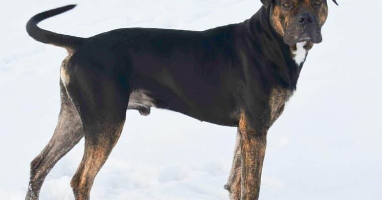 Dogo español: la raza de perro que ayudaba en los campos y que está en proceso de recuperación