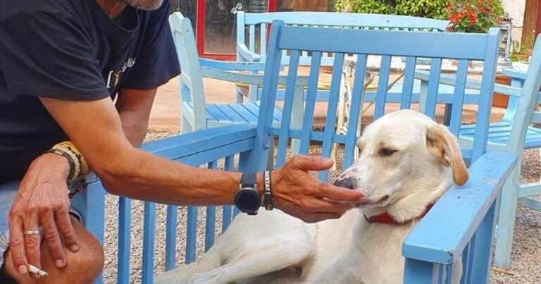 Miguel Chordi, propietario de hotel ‘pet-friendly’: “Aquí preferimos usar el concepto ‘first pet’; por ejemplo, la piscina es de los perros y, si quieres, puedes bañarte con ellos”