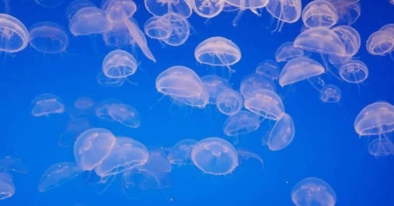 Una invasión de medusas obligó a detener tres reactores de una central nuclear