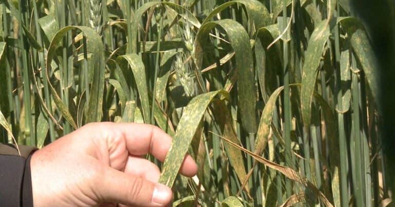 Cómo proteger a los cultivos en el momento preciso con la ayuda de la agricultura digital