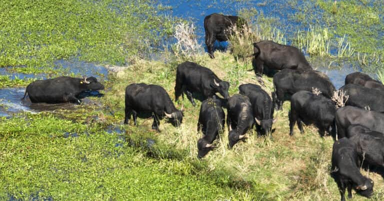 La especie que creció 25 por ciento en tres años y todavía puede explotar a pura productividad