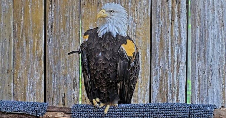 Un águila calva rescatada en estado crítico con múltiples lesiones y una severa intoxicación volvió a volar en libertad: «Probablemente solo tuvimos unos 10 segundos para observarla antes de que desapareciera de nuestra vista, ¡pero fueron 10 segundos increíbles!»