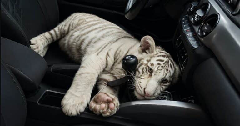 Llevaba un cachorro de tigre de bengala en su camioneta, lo vio un motociclista y la policía lo detuvo