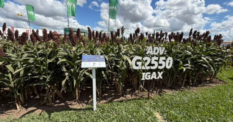 El sorgo se perfila como una gran oportunidad productiva en el año Niño