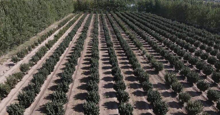 Superdiversificado y rentable: maíz, alfalfa, girasol, avellanos, remolacha, cebolla y ganadería de ciclo completo en Río Negro