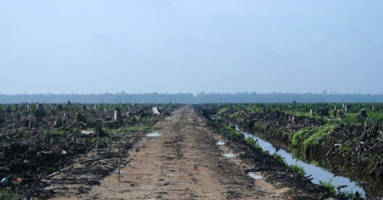 Expertos confirman cuáles son los productos agrícolas que más impulsan la deforestación