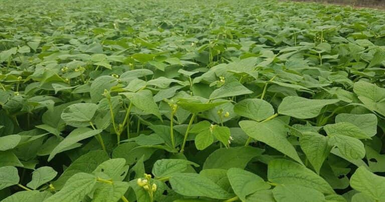 Legumbres de invierno: potencial para diversificar y fortalecer los sistemas productivos