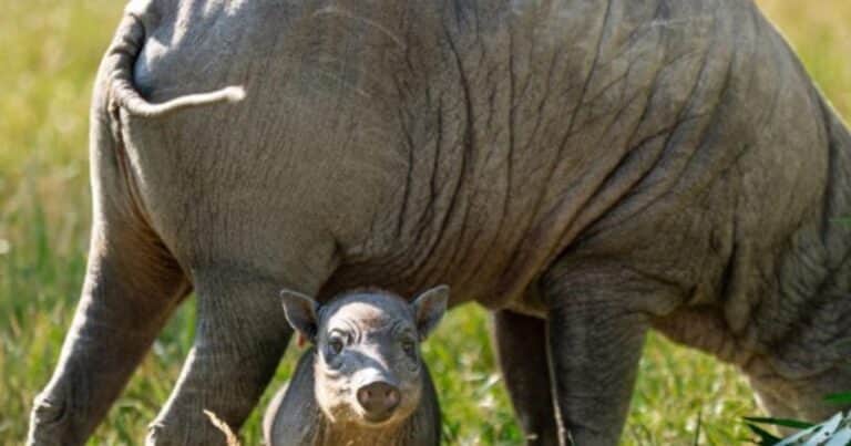 El nacimiento de un babirusa en un zoo de Inglaterra da esperanza a una especie amenazada