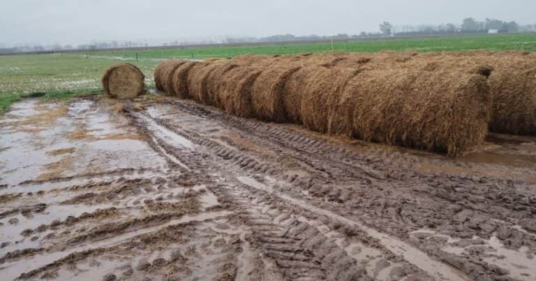 Mala racha: al tiempo frío y húmedo se le sumarán las heladas en la región agrícola