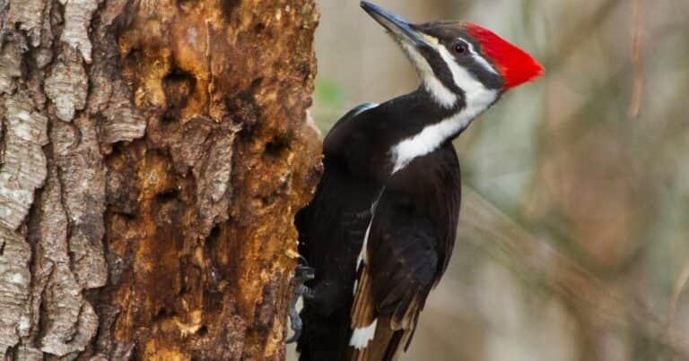 Una mujer avistó a un pájaro posado en un arbusto debajo de su ventana, descubrió que necesitaba ayuda y lo rescató: «Con el paso del tiempo y muchas comidas, su fuerza regresó gradualmente»