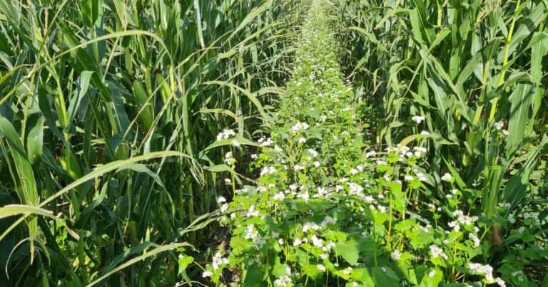La evolución de la siembra directa pide mucha más Agronomía