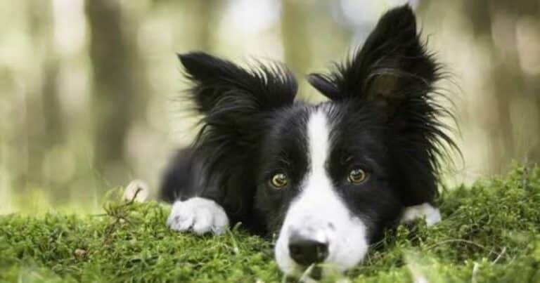 Nació para cuidar ovejas, pero eligió otra vida: el Border Collie que solo quiere estar en el sillón