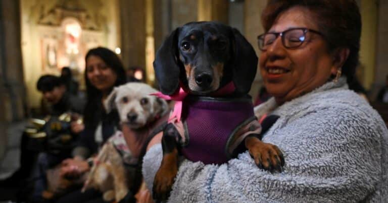 Las iglesias de Bolivia se llenaron de perros para celebrar el Día de San Roque
