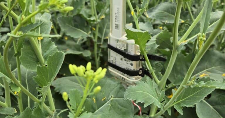 La empresa suiza de IA que le da voz a las plantas en lenguaje natural desembarca en la Argentina