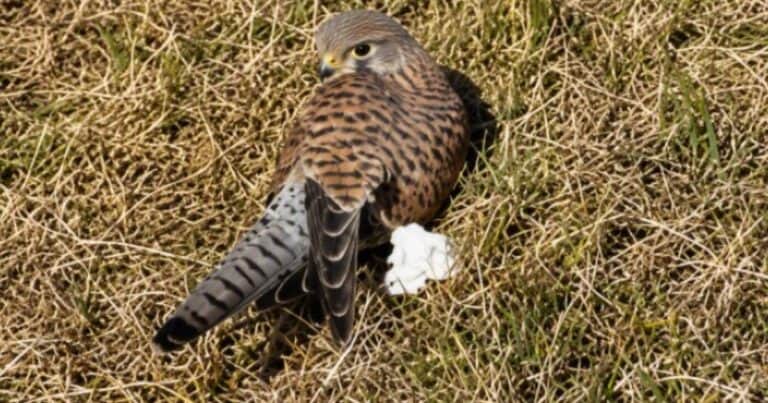 Un cernícalo regresó a la naturaleza luego de haber sido hallado vulnerable en el suelo: «Tras un periodo de descanso, observación y cuidados, recuperó gradualmente sus fuerzas»