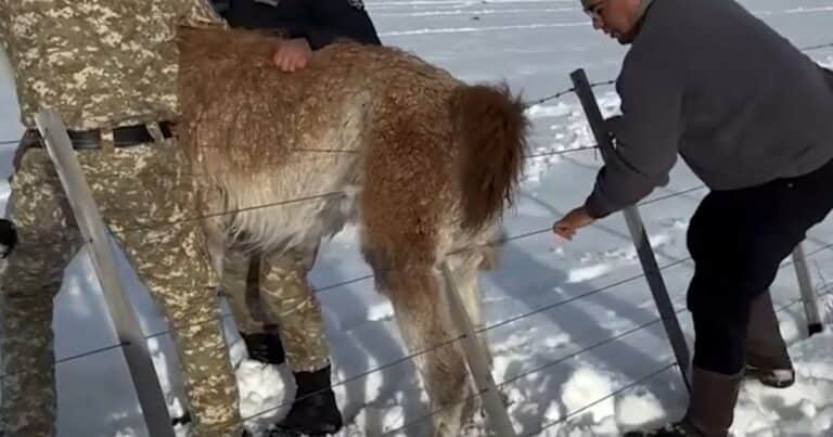 En la provincia donde hay más guanacos que ovejas, el gobernador liberó a un ejemplar salvaje atrapado en los alambrados