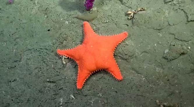 Bichos del mar, la película que lleva a la pantalla grande la expedición del Conicet