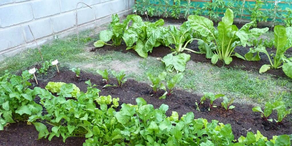 La UNC organiza un taller gratuito de huerta agroecológica