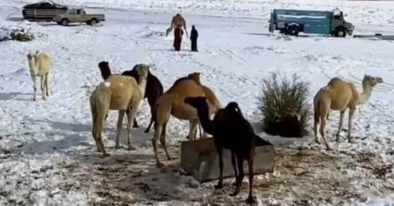 El desierto de Arabia Saudita se cubrió de nieve por primera vez en su historia