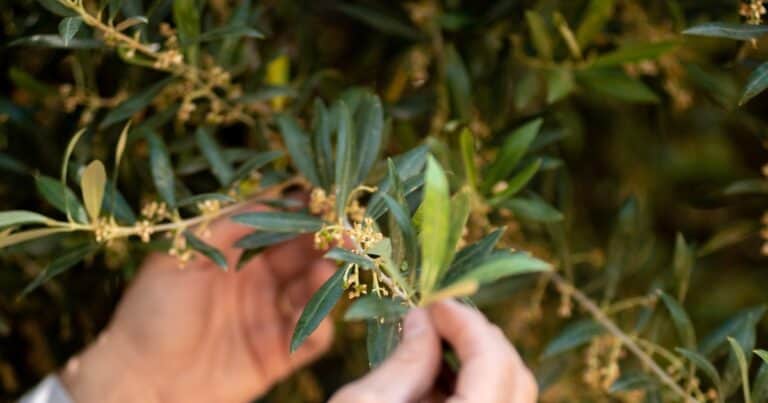 La nutrición vegetal como factor central para lograr mejores rendimientos de los cultivos