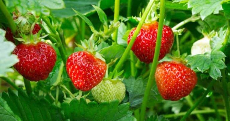 Cuánto tiempo tarda en dar fruto una planta de fresa o frutilla