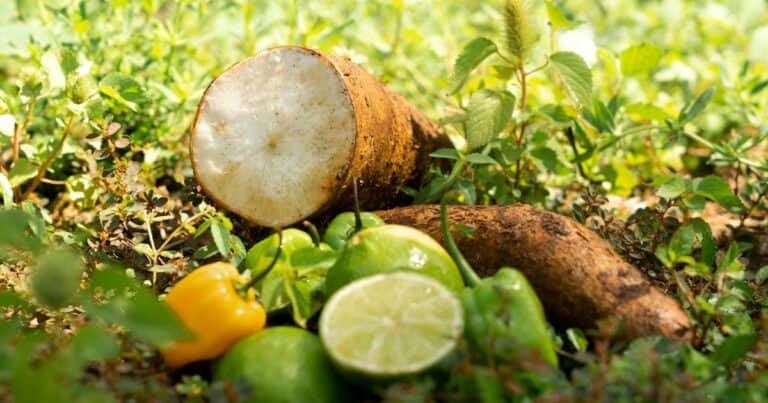 Cómo saber cuándo se puede cosechar yuca o mandioca en tu huerto