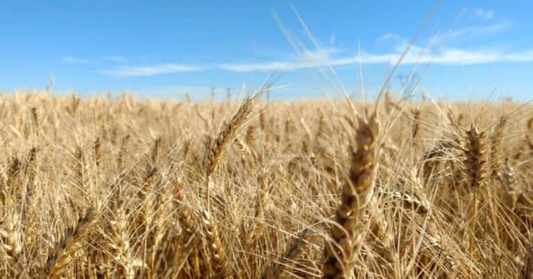 Las lluvias llegaron tarde para el trigo y la cosecha estimada cayó 700 mil toneladas en un mes