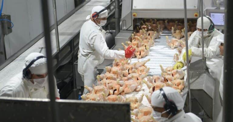 Aumentaron las exportaciones de productos avícolas