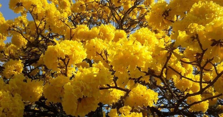 Descubrí cómo cultivar un árbol de lapacho exitosamente: secretos y consejos para un crecimiento óptimo