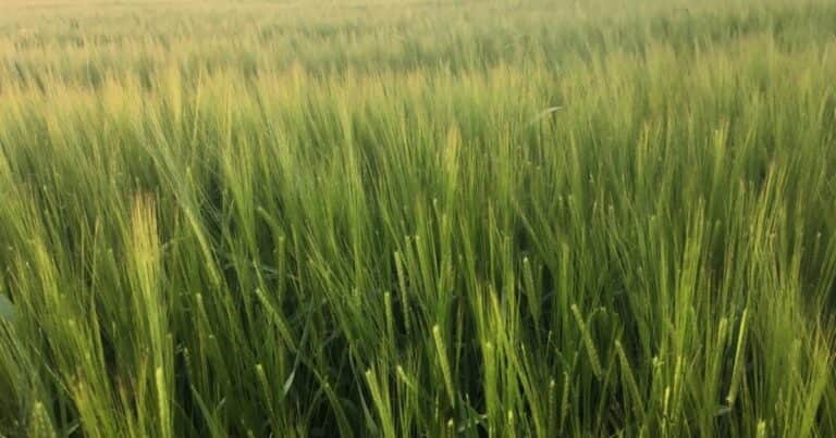 Aumentan la estimación de producción de cebada hasta cinco millones de toneladas