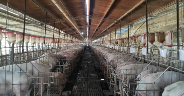 «Resultados positivos»: tras un primer semestre malo, el sector porcino se recuperó en la parte final del año