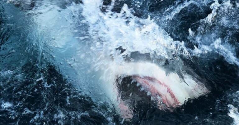 Hallaron en Perú el fósil de un tiburón de 9 millones de años que revoluciona la historia de la evolución