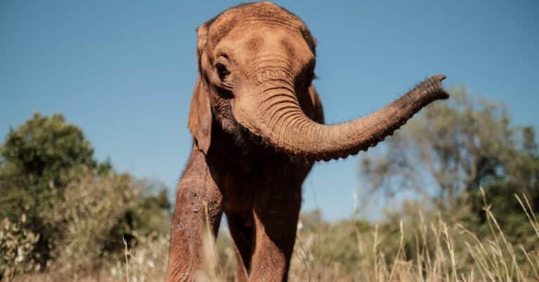 Por salvar a sus nietos, un turista murió atacado por un elefante en Sudáfrica: «Lo embistió y pisoteó»