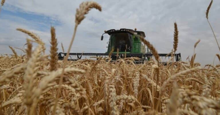No alcanza: aún con buenos rindes, en campo alquilado no se llegan a cubrir los costos de producción