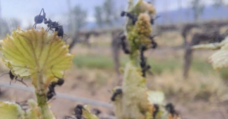 Hormigas cortadoras, la promesa incumplida del manejo orgánico y el «caballo de Troya»