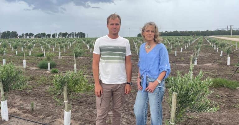 Para ganar estabilidad recuperaron la ganadería y de casualidad llegaron al aceite de oliva