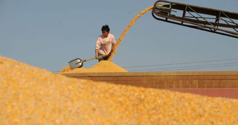 China recorta drásticamente sus importaciones de maíz y sacude el mercado global