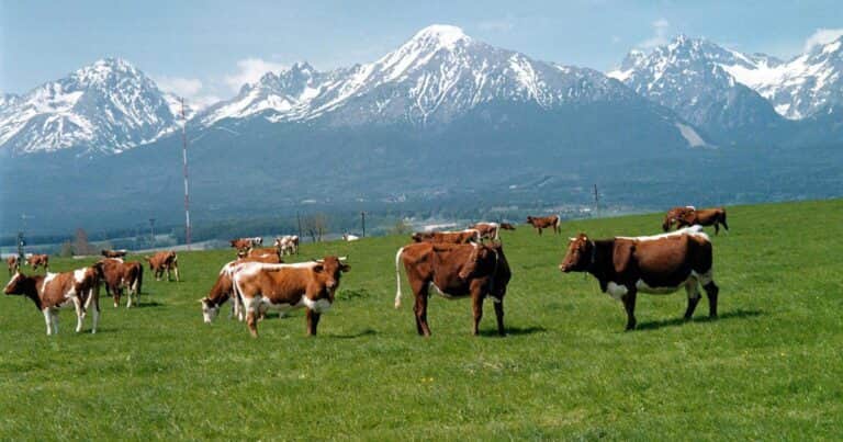 Sacrificaron 1400 animales: Eslovaquia decretó el Estado de Emergencia Sanitaria por la fiebre aftosa