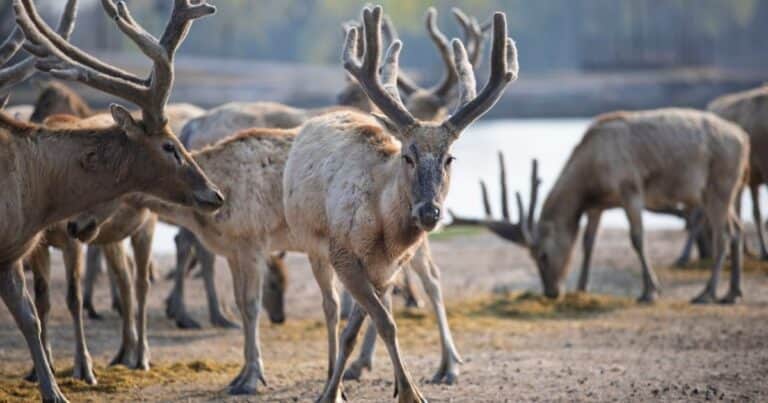 El milagro del ciervo milú: cómo China rescató una especie que estuvo al borde de la extinción