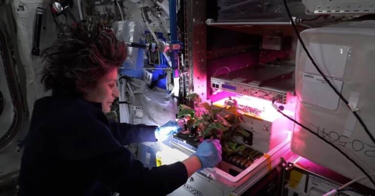 ¿Por qué la NASA siembra plantas en el espacio?
