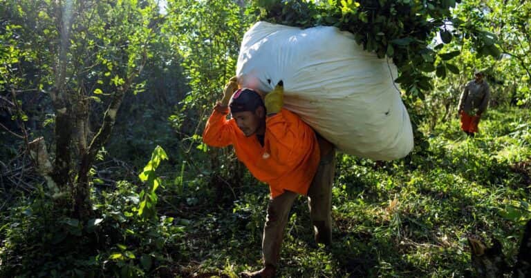 Una provincia paralizada por el cese de la cosecha de yerba: productores advierten que reciben sólo el 5% del valor del producto