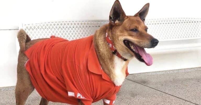 Qué pasó con Moo Daeng, la famosa perra que esperó durante meses a su dueño sin saber de su muerte