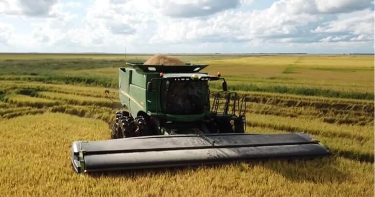Las razones del gran salto productivo y exportador del arroz